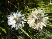 Achyrachaena mollis