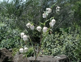 Calochortus albus