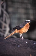 White-crowned Robin Chat
