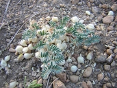 Astragalus pulsiferae var. suksdorfii