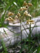 Photo of Anthoxanthum nitens ssp. nitens