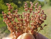 Crassula connata