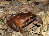 Plethodontohyla inguinalis