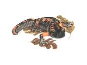 Ensatina Salamander