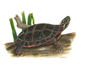 Trachemys scripta elegans