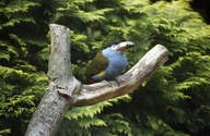 Laminated Hill Toucan