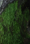 Asplenium peruvianum var. insulare