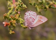 Callophrys thornei