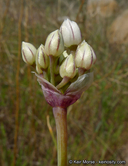 Allium marvinii