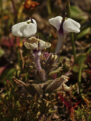 Triphysaria eriantha ssp. rosea