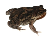 Rhinella pygmaea