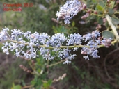 Ceanothus leucodermis