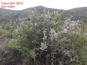 Ceanothus leucodermis