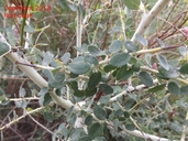 Ceanothus leucodermis
