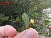 Cercocarpus betuloides