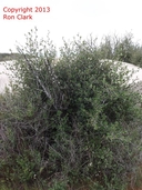 Cercocarpus betuloides