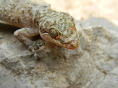 Leaf-toed Gecko