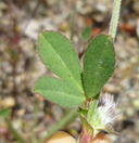 Trifolium albopurpureum var. albopurpureum