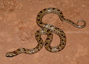 Russell's Kukri Snake