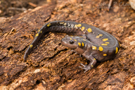 Ambystoma maculatum