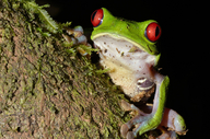 Agalychnis callidryas