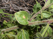 Antirrhinum nuttallianum ssp. nuttallianum