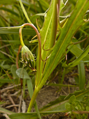 Microseris sylvatica
