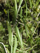 Anisacanthus linearis