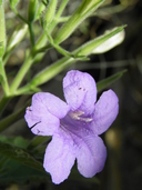 Ruellia nudiflora