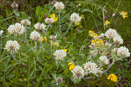 Trifolium noricum