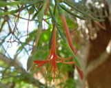 Phrygilanthus sonorae
