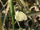 Catopsilia florella