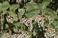 Arctostaphylos manzanita ssp. wieslanderi