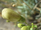 Penstemon fruticiformis var. amargosae