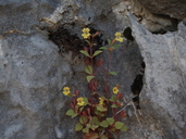 Shasta Limestone Monkeyflower