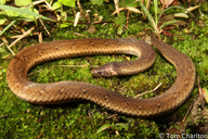 Mountain Reed Snake