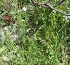 Phleum echinatum
