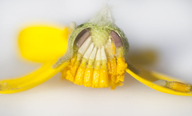 Monolopia gracilens