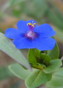 Lysimachia arvensis