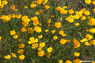 Eschscholzia caespitosa