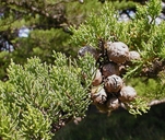 Hesperocyparis macrocarpa