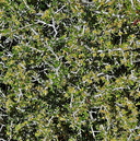 Prunus fasciculata
