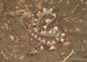 Lycodon aulicus