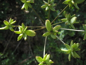 Lomatium dissectum