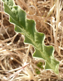 Solanum elaeagnifolium