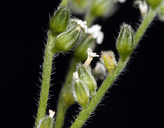 Cryptantha utahensis