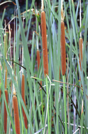 Common Cattails