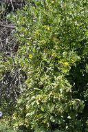 Chrysanthemoides monilifera ssp. monilifera