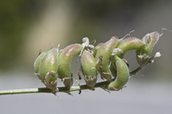 Astragalus tephrodes var. tephrodes