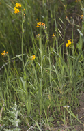 Two-spotted Bent-limb Fiddleneck